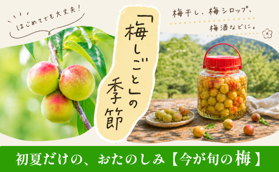 梅（うめ）の通販・お取り寄せ商品｜果物｜ポケットマルシェ｜産地直送